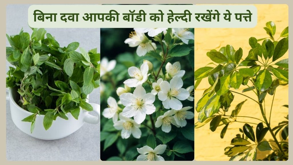 herbal leaf, tulsi leafs benefits, guauva leafs benefits, neem leafs benefits,