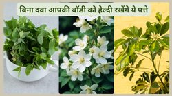 इन 3 मैजिकल पत्तों को रोजाना चबा लें, बॉडी हो जाएगी डिटॉक्स, 100 से ज्यादा बीमारियों से होगा बचाव
