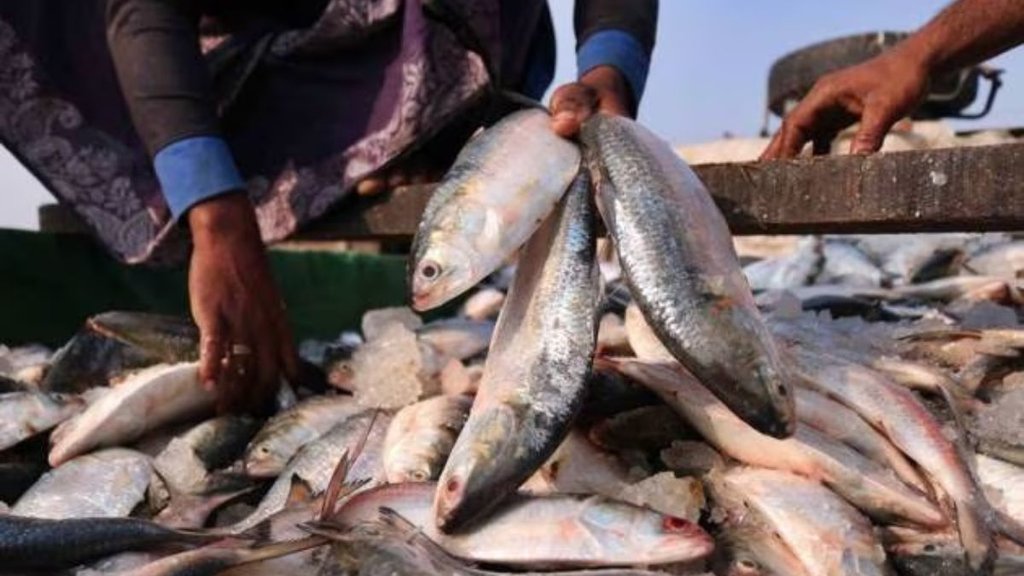 hilsa ban| india- bangladesh trade| fish trade