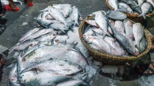 Hilsa Fish , bangladesh ban hilsa export ,