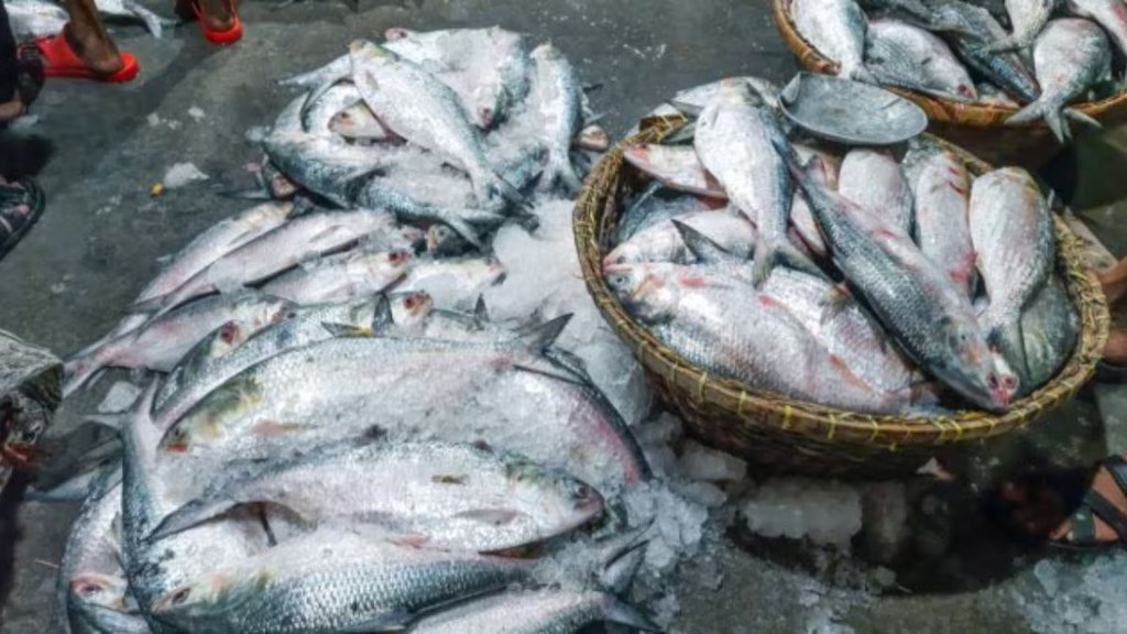 Hilsa Fish , bangladesh ban hilsa export ,