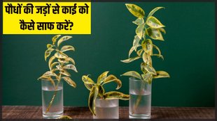 How to clean algae from water plants । How to clean plants root । Home gardening । Home gardening tips