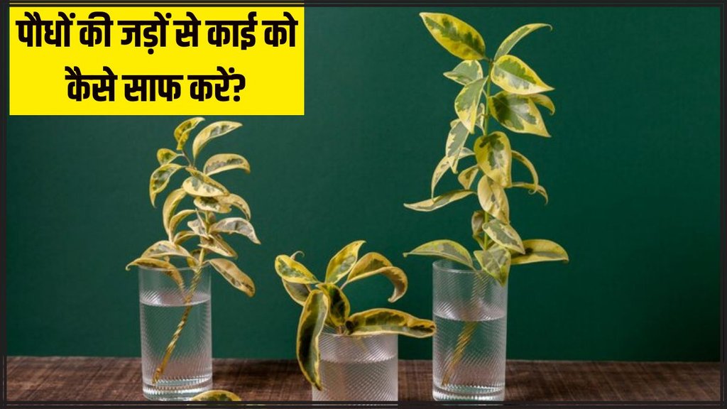 How to clean algae from water plants । How to clean plants root । Home gardening । Home gardening tips