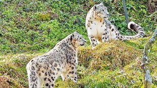 leopard,