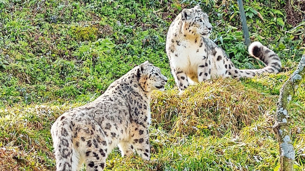leopard,