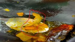 रेस्टोरेंट में परिवार ने ऑर्डर किया खाना, सांबर में तैर रही थी मरी हुई छिपकली, मचा बवाल