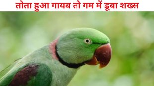 missing parrot