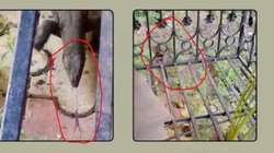 Mumbai Rains: कंटीली जीभ निकालकर गोरेगांव सोसायटी में रेंगता दिखा Monitor Lizard, Viral Video देख लोगों के उड़े होश