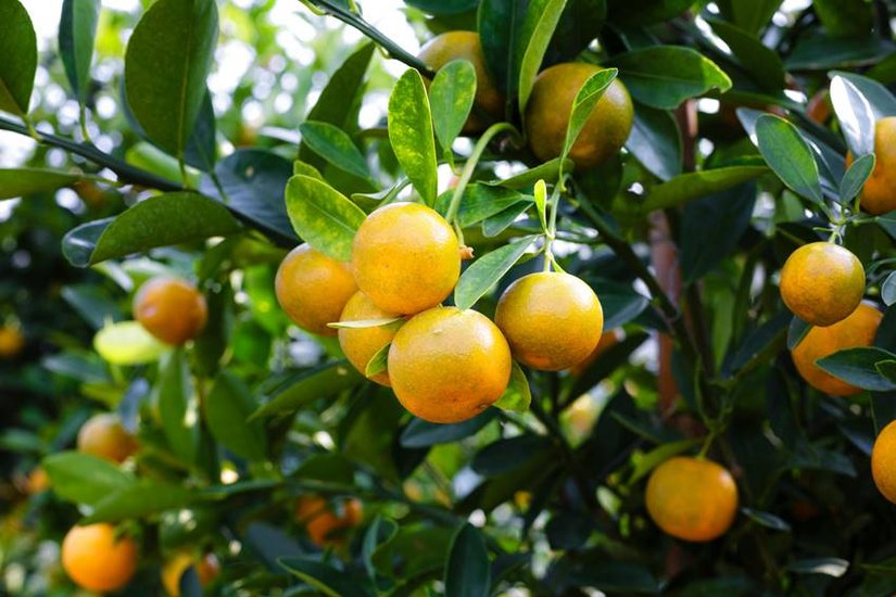 most expensive fruits in the World