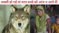 सो रहे बच्चे पर भेड़िए ने किया हमला, बचाने के लिए आदमखोर से भिड़ गई मां, 15 मिनट तक चली लड़ाई, फिर क्या हुआ