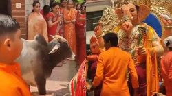 भगवान गणेश को देखते ही घुटने टेककर ‘नंदी महाराज’ ने किया प्रणाम, अद्भुत संयोग देख लोगों ने लगाए जयकारे, वीडियो वायरल