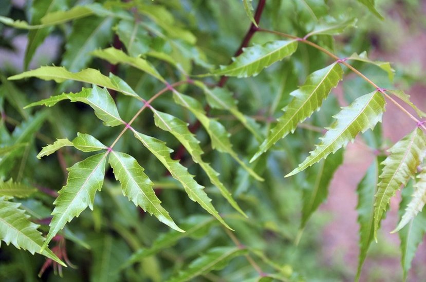Home hacks for neem leaves: नीम एंटी बैक्टीरियल और एंटी वायरल गुणों से भरपूर है और इन पत्तियों का इस्तेमाल त्वचा समेत कई समस्याओं के लिए किया जाता रहा है। दरअसल, नीम की पत्तियों का लेप त्वचा में एक्ने और खुजली को कम करने में मददगार है। इसके अलावा ये बालों के लिए भी फायदेमंद है। इतना ही नहीं आप मच्छरों को भगाने के लिए भी इसका इस्तेमाल कर सकते हैं। आइए जानते हैं नीम की पत्तियों का इस्तेमाल कैसे करें। (P.C. Freepik)