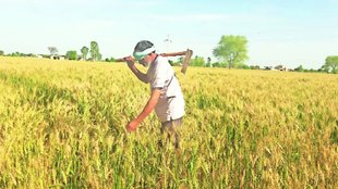 paddy procurement, haryana elections