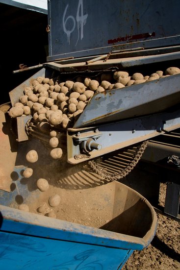 History of potatoes