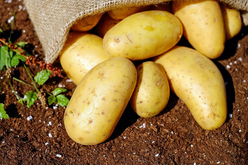 Origin of potatoes