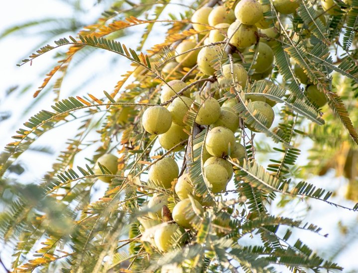 Amla benefits