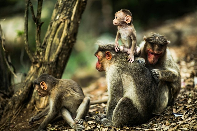 Animals
