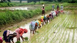 क्या है PM Aasha Yojana? किसान हित इसका फोकस, शिवराज बोले- 25000 करोड़ के बजट के साथ जारी रखने का हुआ फैसला