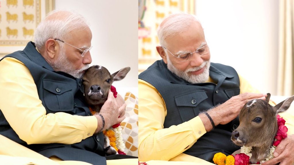 PM Modi Deepjyoti,PM Modi House New Cow,