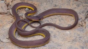 jammu kashmir, jammu kashmir snake, jammu Kashmir snake