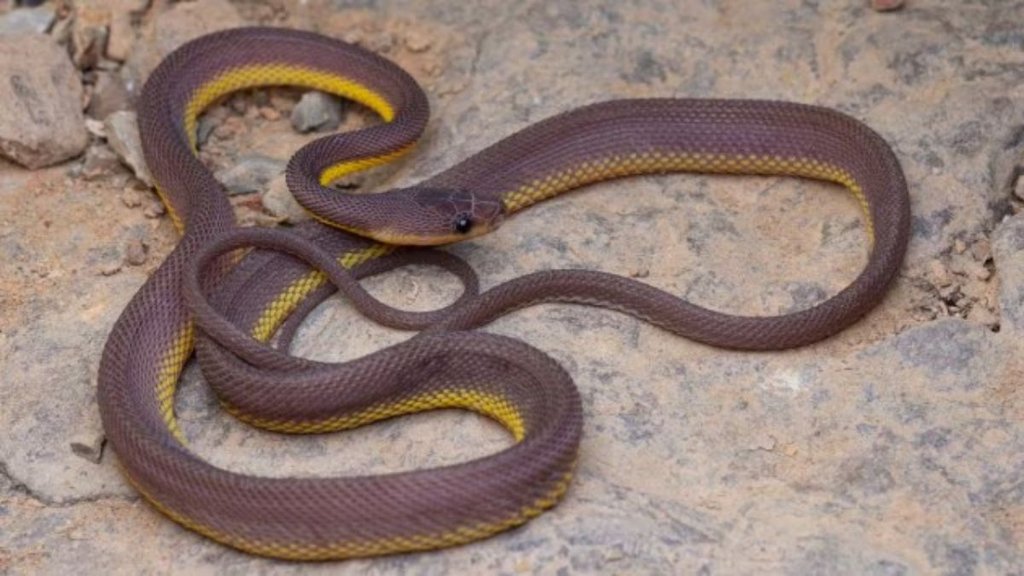 jammu kashmir, jammu kashmir snake, jammu Kashmir snake