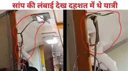 ट्रेन के AC कोच में निकला जहरीला सांप, अपर बर्थ के हैंडल पर लिपटा हुआ था फिर रेंगते हुए…, यात्रियों के उड़े होश, Video Viral