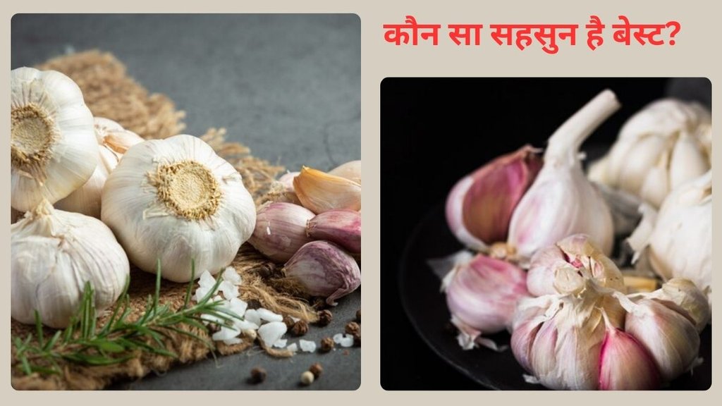 Chinese garlic, Indian garlic, chemicals, pesticides, health risks, safety, consumption, indianexpress.com, chinese garlic vs indian garlic, chinese garlic news, chinese garlic in india news