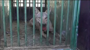 wolf | uttar pradesh | bahraich |