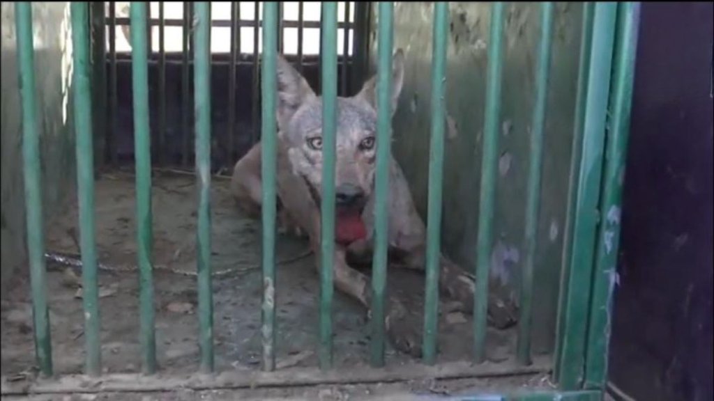 wolf | uttar pradesh | bahraich |