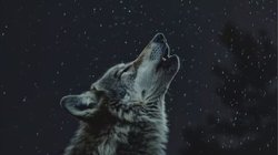 जिसे भेड़िया समझ दहशत में जी रहे थे गांव वाले, वह निकला सियार, अब अपने किए पर पछता रहे लोग, पोस्टमार्टम रिपोर्ट में खुली पोल