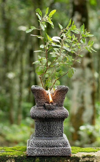 Tulsi plant worship