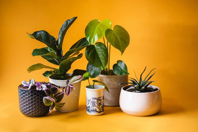Air Purifying Plant