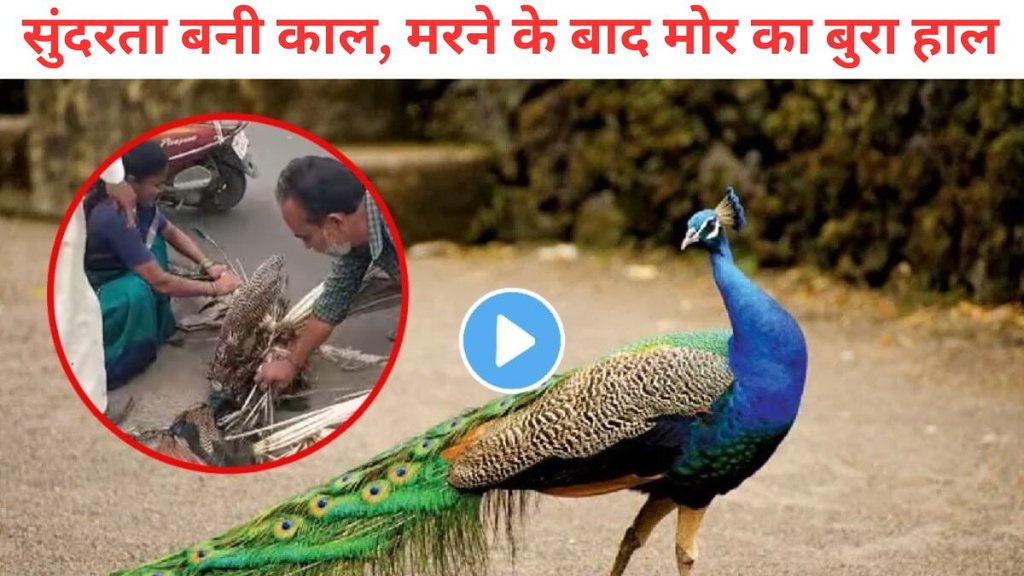 Peacock, AKola, forest, Viral Video