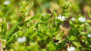 Ant infestation in balcony plants