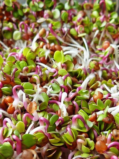 Boiled sprouts benefits