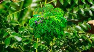 Curry Plant Gardening Tips । Curry leaves plant care । How to Grow and Care for Curry Trees