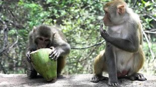 Delhi High Court | monkeys | delhi news
