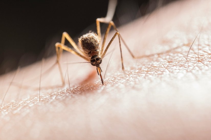 Dengue fever