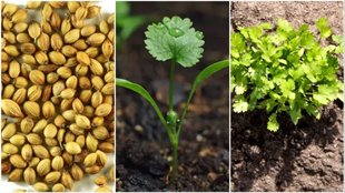 Dhaniya Gardening । how to grow dhaniya plant । dhaniya plant from seed