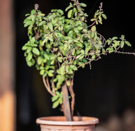 Miracle plants of Dhanteras
