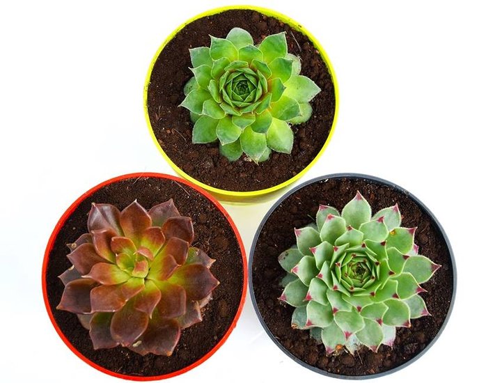 Which plants should be bought on Dhanteras