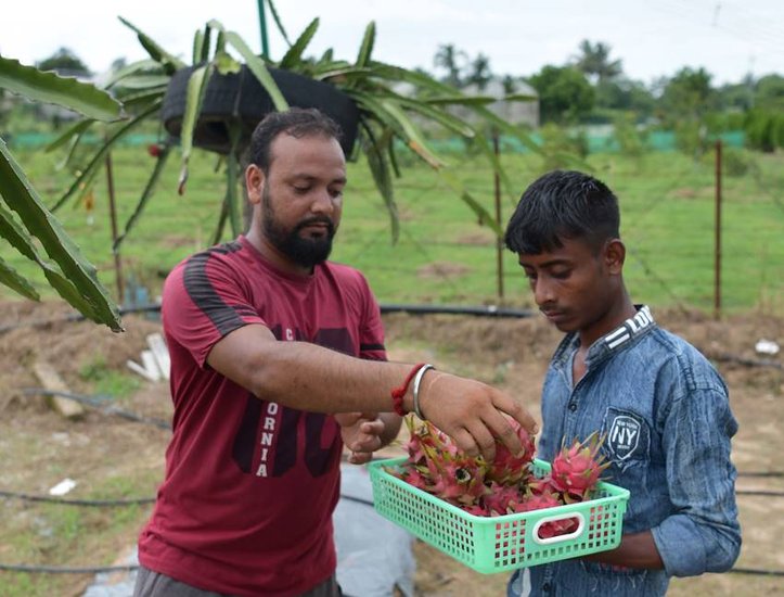 Dragon fruit cultivation Cost