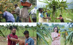 Why Dragon fruit cultivation is increasing in India