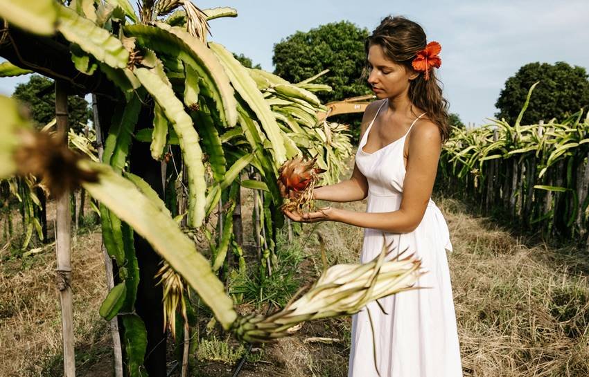 How many times does dragon fruit bear fruit in a season?