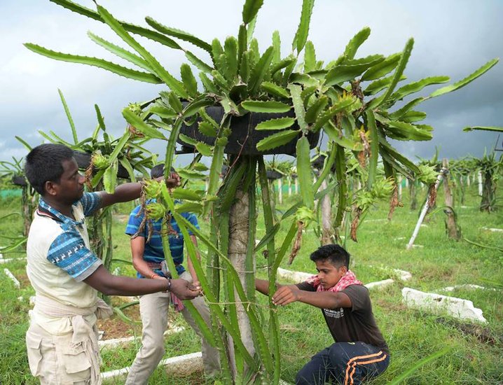 Dragon fruit cultivation ┬аCost and earnings per acre