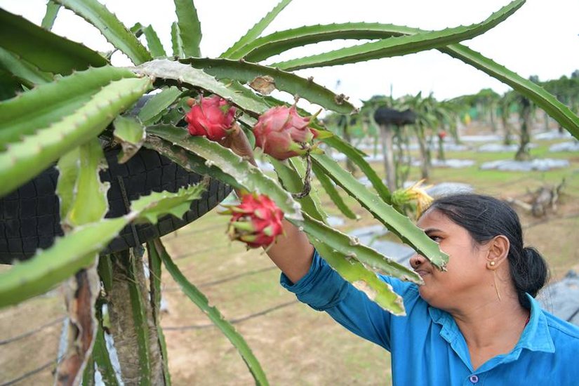 Dragon fruit profits