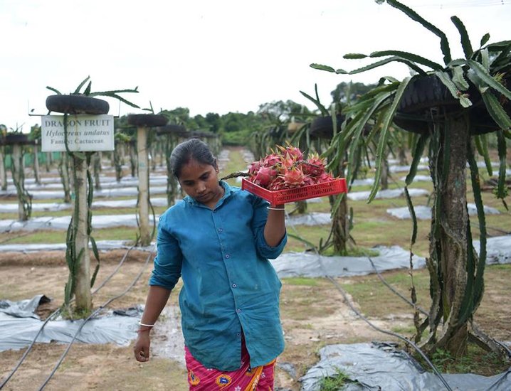Dragon fruit cultivation Cost and earnings