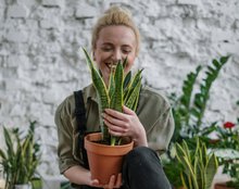 Air Purifying indoor plants