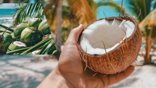 uses of coconuts । Health Benefits of Coconuts । coconut water benefits