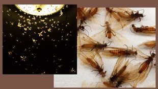 How To Get Rid Of Insect । light insects in rainy season । insects